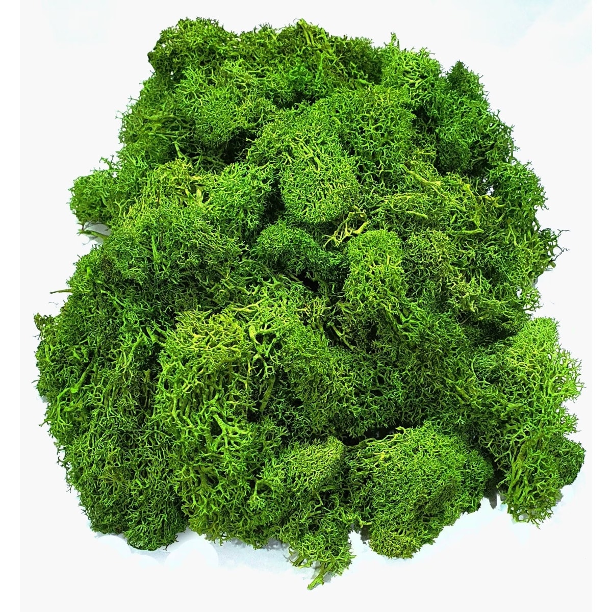 Lichen Verde Stabilizat pentru Decoratiuni hand made, 100g