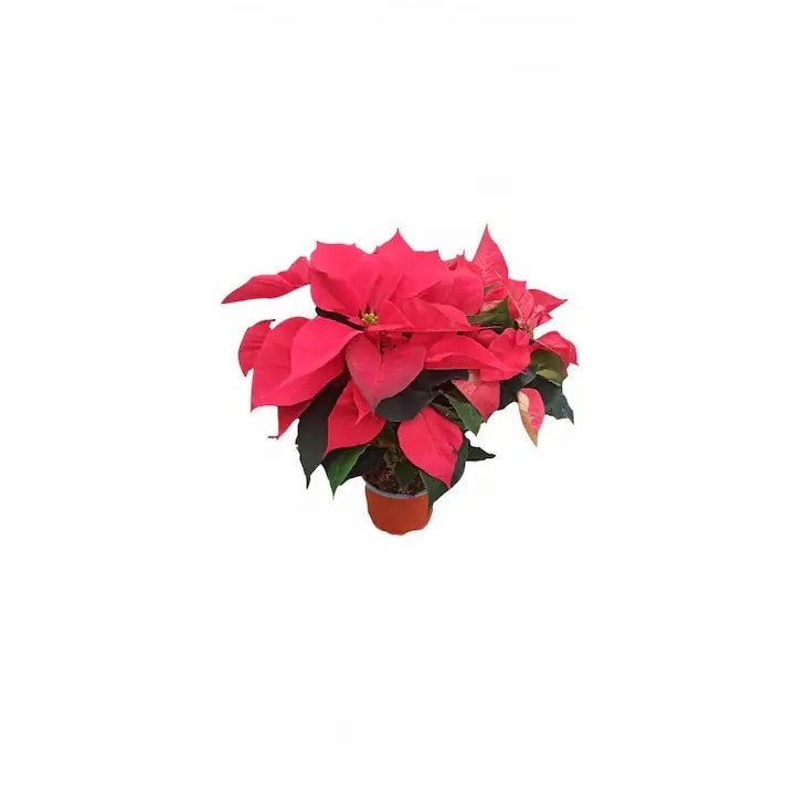 Craciunita Poinsettia, 40 cm, Rosu Festiv