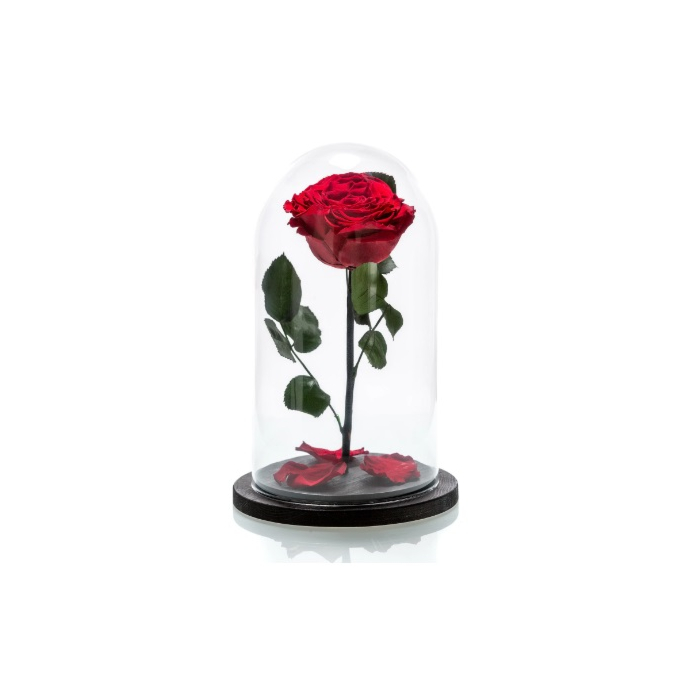 Trandafir Criogenat Rosu in cupola de sticla