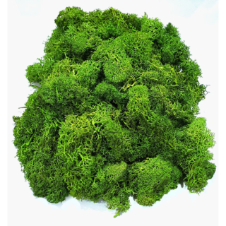 Lichen Verde Stabilizat pentru Decoratiuni hand made, 100g