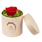 Trandafir criogenat rosu, decorat in cutie cu licheni naturali stabilizati