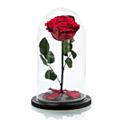 Trandafir Criogenat Rosu in cupola de sticla